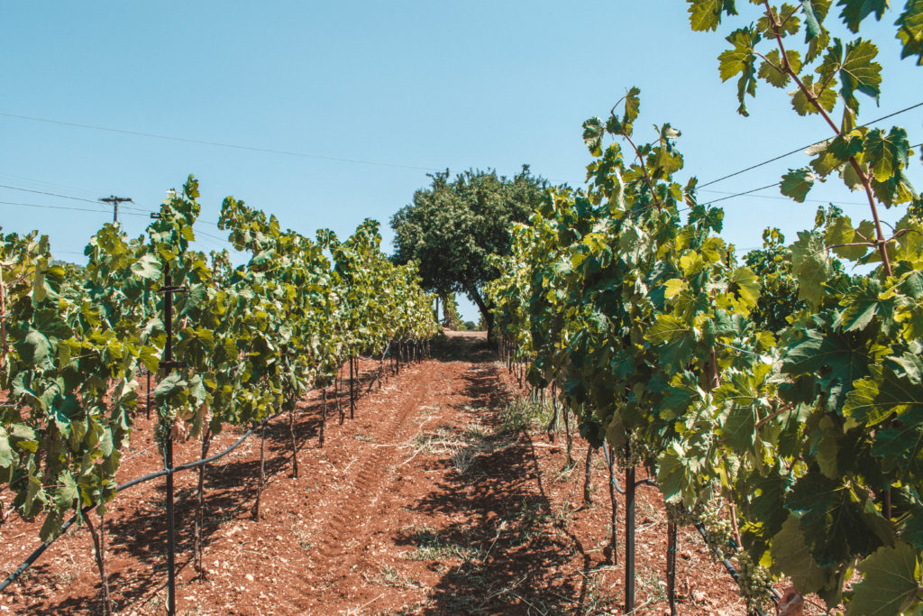 Vineyards in Kefalonia