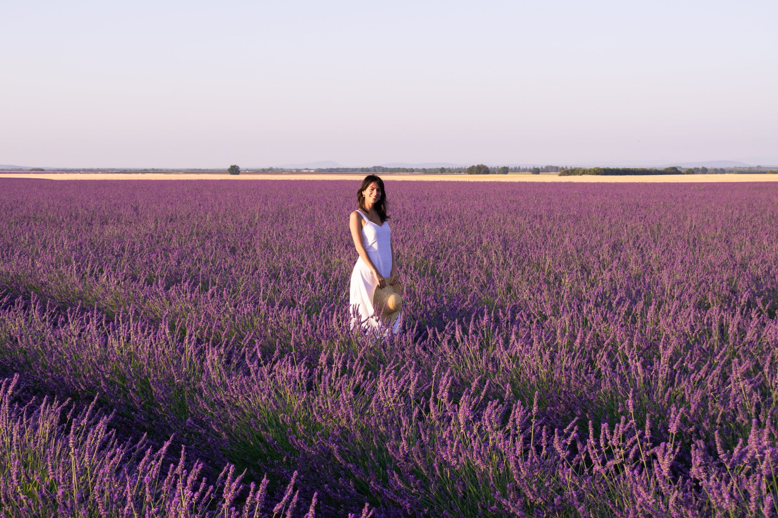 Where to find best lavender fields in Provence