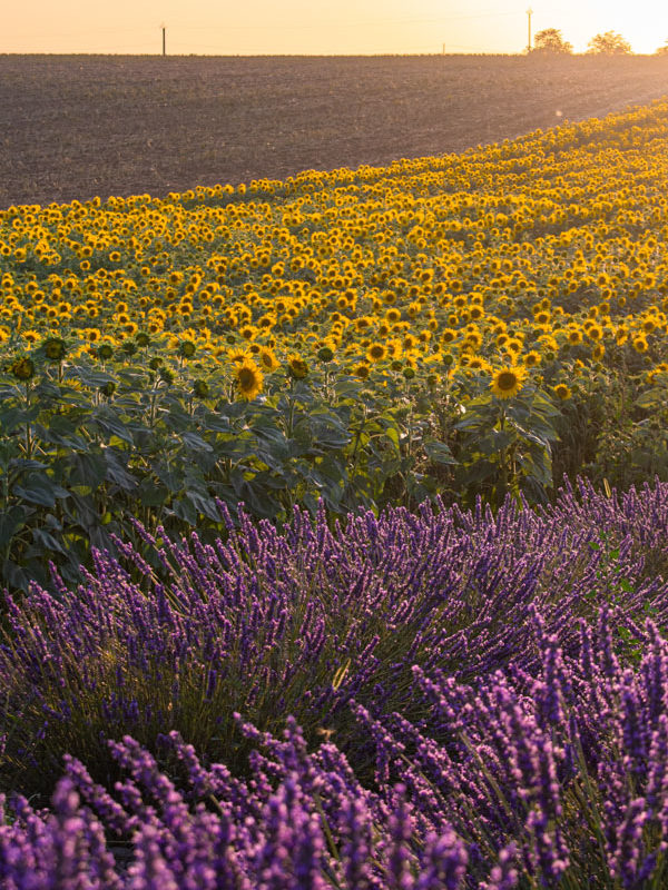 Where to find sunflower fields in Provence