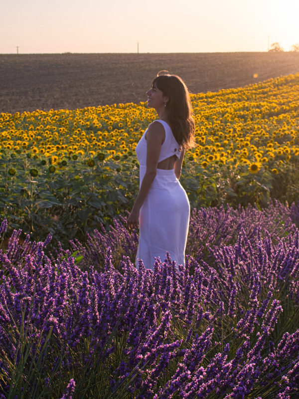 Lavender fields in Valensole Provence