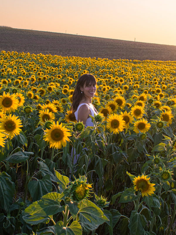 Best sunflower fields in Provence