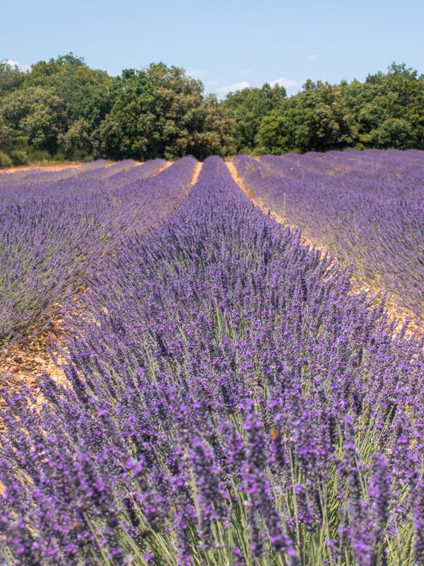 Best lavender fields in Sault Provence