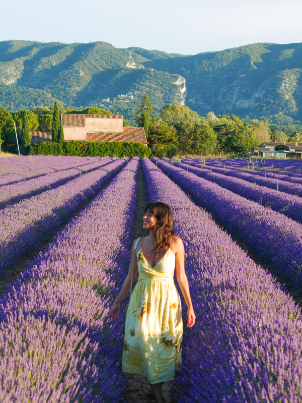 Best lavender fields in Luberon Provence