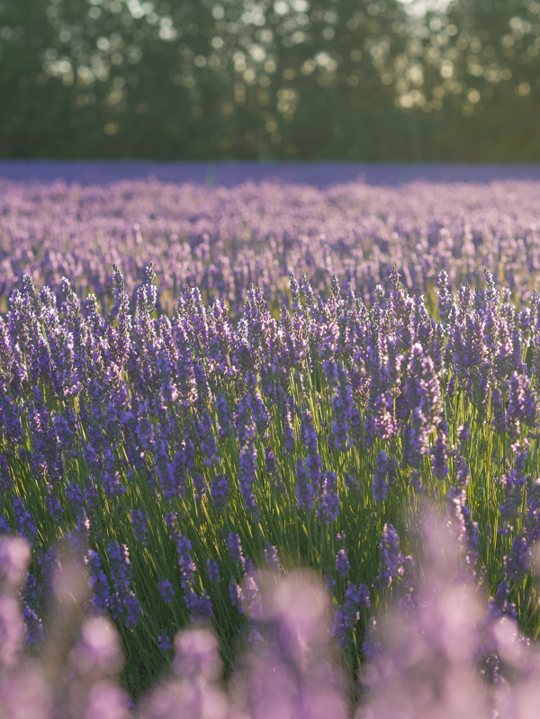 Where to find Lavender fields in Luberon