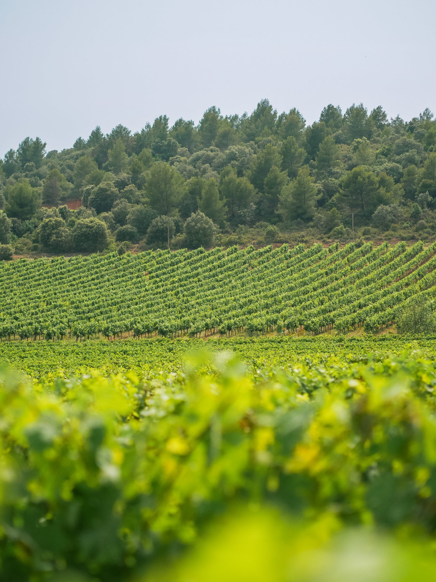 Vineyards around Aix en Provence