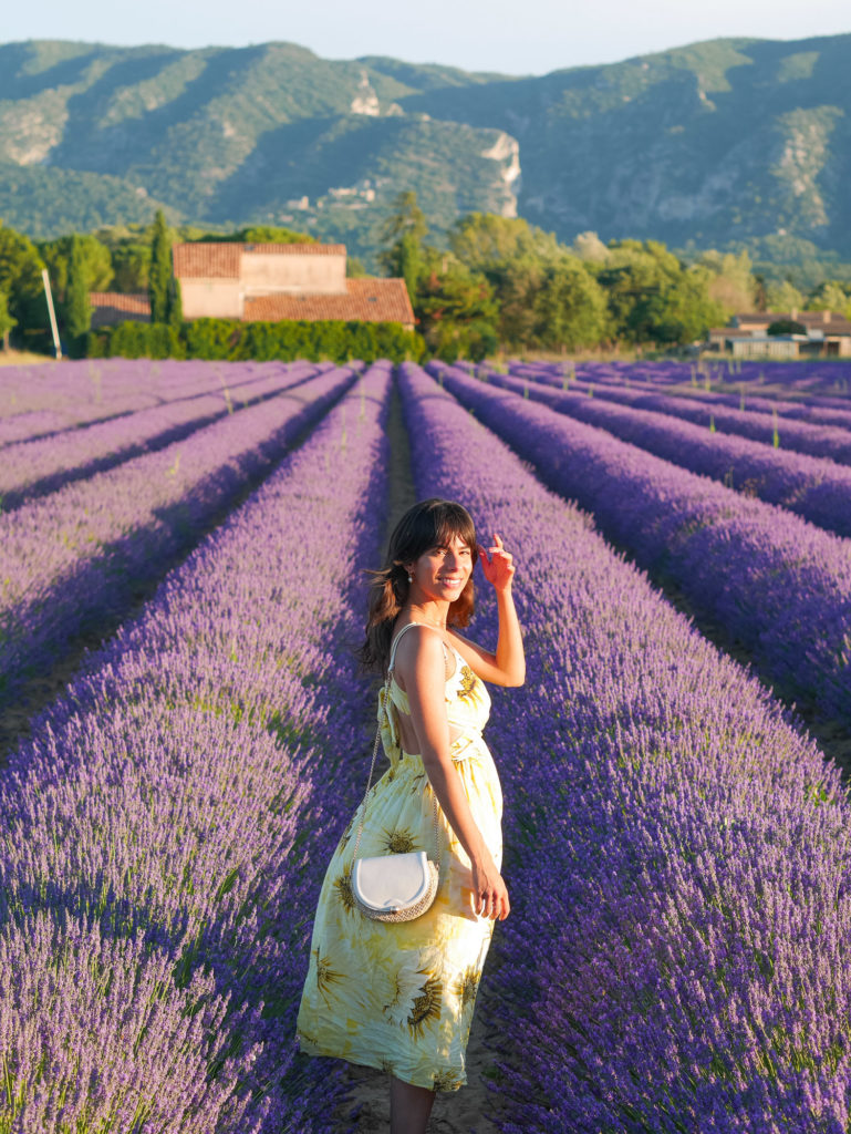 Lavender fields: best things to do in Provence