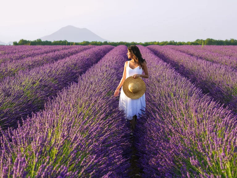 Best lavender fields in Provence