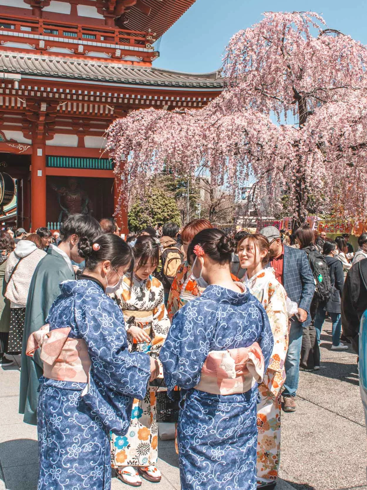 Cherry blossom festivals in Japan 2024