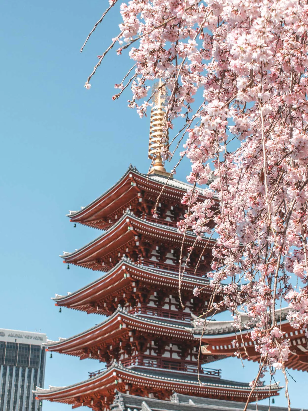 cherry blossom in Japan guide