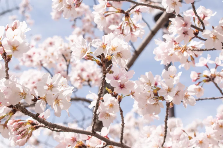 Cherry Blossom in Japan 2024: best places for sakura full bloom
