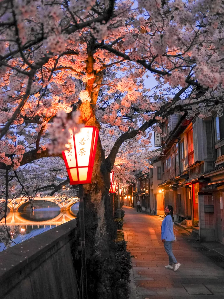 cherry blossom in Japan best places