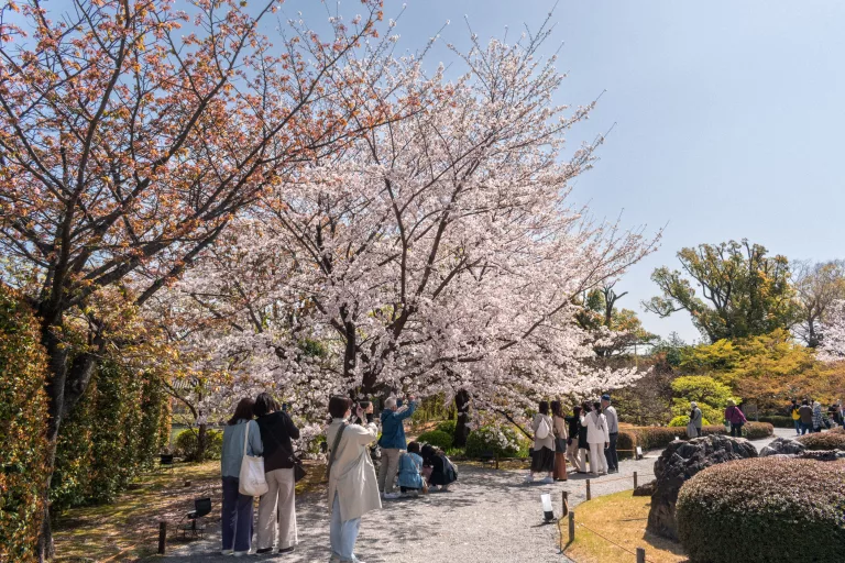 Best cherry blossoms spots in Tokyo