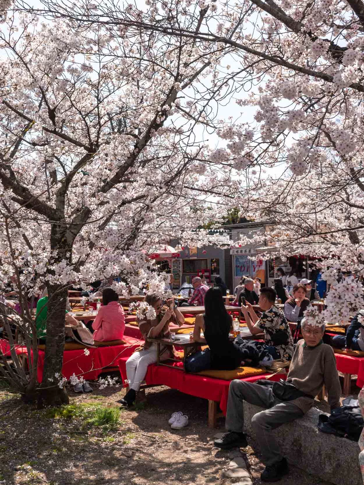 Best cherry Blossom festivals in Kyoto