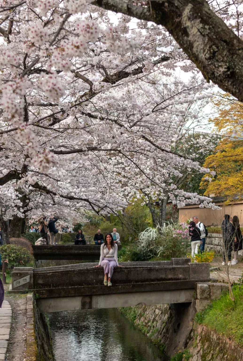Best cherry Blossom spots in Kyoto