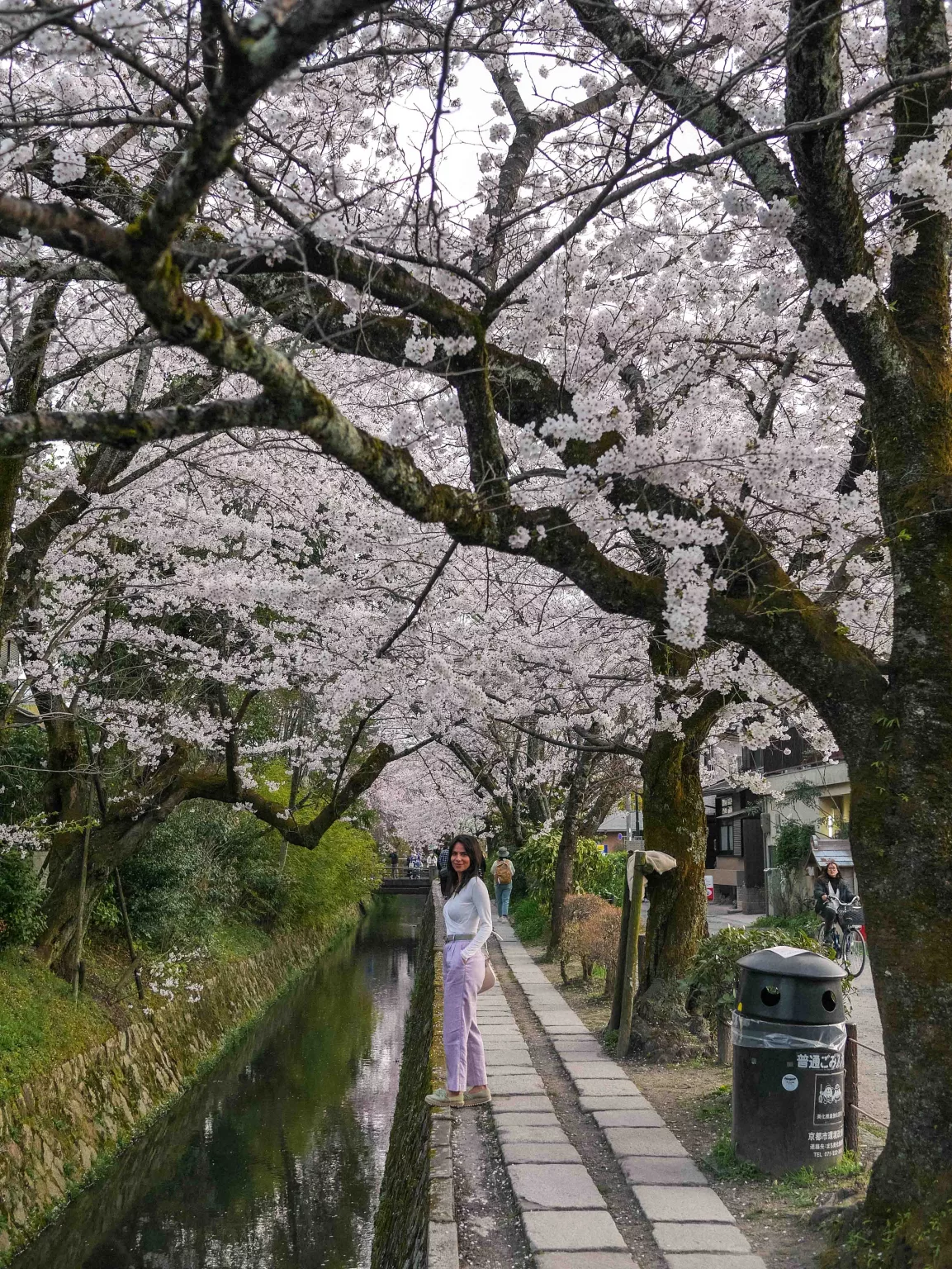 Best cherry Blossom spots in Kyoto