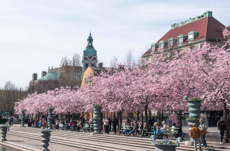 4 best places to see cherry blossom in Stockholm