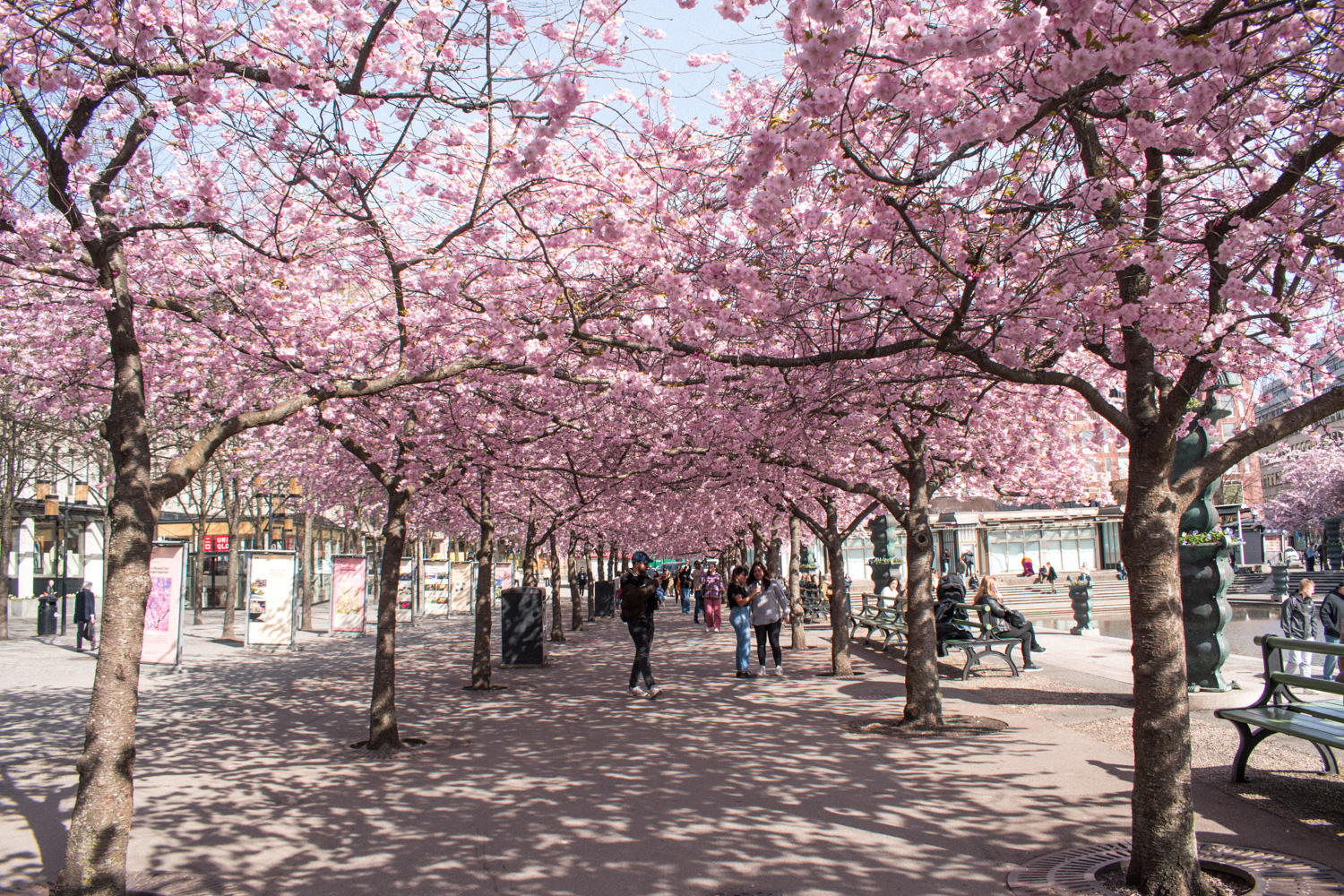 Cherry blossom in Stockholm